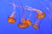Méduses (Chrysaora fuscescens)